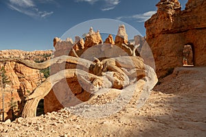 Gnarly Old Tree And Tunnel Along Trail In Bryce