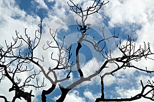 Gnarly pine branches against clouds and blue sky