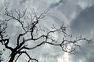 Gnarly pine branches against clouds photo