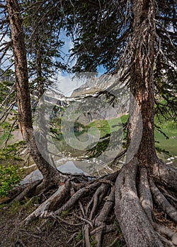 Gnarly Pine Roots along Shore of Grinnell Lake