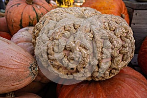 Gnarly Pumpkin With Brain Coral Like Texture