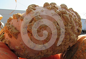 Gnarly Pumpkin Close Up