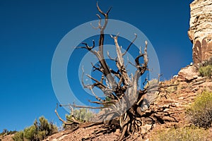 Gnarly Remains Of Tree On Rocky Hill Side