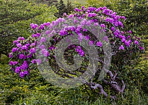 Gnarly Rhododendron Bush Covered in Blooms