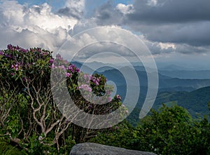 Gnarly Rhododendron Bush Watches Over Valley