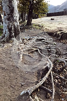 Gnarly roots above ground of a tree photo