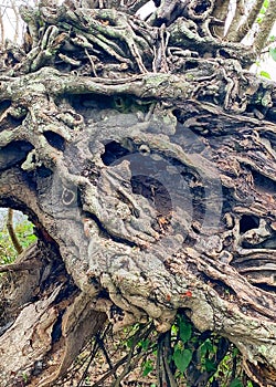 Gnarly roots on uprooted tree