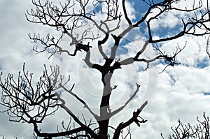 Gnarly slash pine branches against cloud filled sky