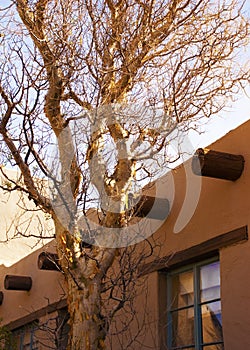 Gnarly Tree photo