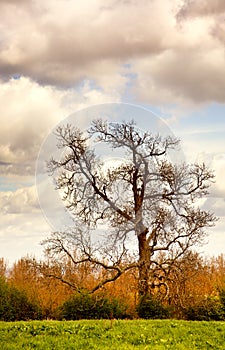 Gnarly tree