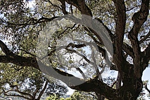 Gnarly tree photo