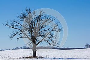 Gnarly Tree