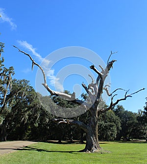 Gnarly Tree