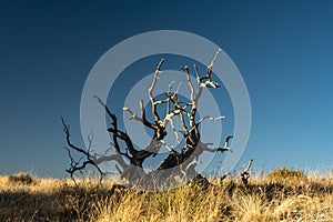 Gnarly Tree Against Blue Sky In Guadalupe Mountains