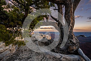 Gnarly Tree With Blue Evening Light Settles Over The North Rim Of Grand Canyon