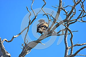 Gnarly Tree Branches with an Eagle photo