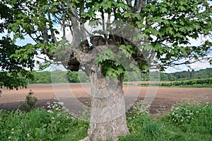 Gnarly tree in countryside