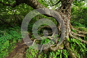 Gnarly Tree at Craggy Gardens