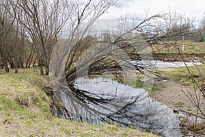 Gnarly tree without foliage reflected in a puddle. The beginning of spring in the Far North of Russia.