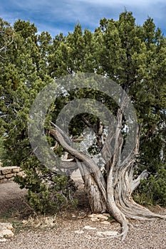 Gnarly tree in Grand Canyon