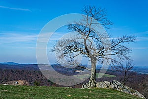 A Gnarly Tree Growing in a Mountain Meadow