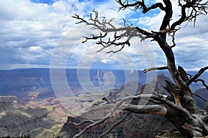 Gnarly Tree Highlights Heavy Clouds Overlooking North Rim of Grand Canyon