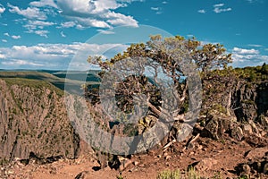 Gnarly Tree Holds Strong to Rocks At The Top of Black Canyon