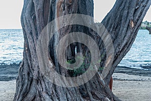 Gnarly tree with a hole in it at the beach on the Big Island of Hawaii