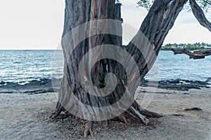 Gnarly tree with a hole in it at the beach on the Big Island of Hawaii