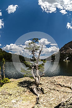 Gnarly Tree at the Loch