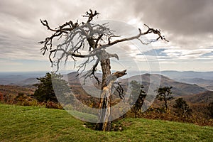 Gnarly Tree On Mountain Ridge On Cloudy Day