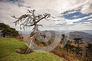 Gnarly Tree Overlooks Fall Mountain Ridges