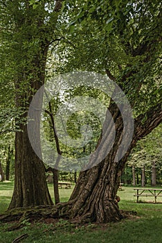 A Gnarly Tree in a Park