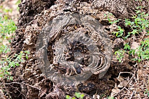 Gnarly Tree Root