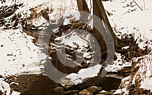 Gnarly Tree Roots Beside Glistening Stream