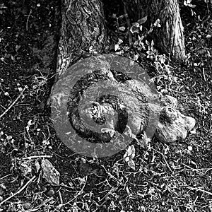 Gnarly Tree Roots in Hight Contrast Black and White