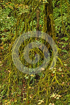 Gnarly tree, Silver Falls State Park