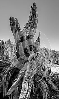 Gnarly Tree Stump Reaches Into The Sky