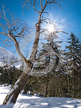 Gnarly tree and sunstar in winter forest covered by snow