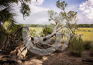 Gnarly tree in the swamplands