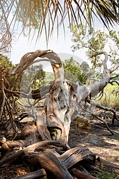 Gnarly tree in the swamplands