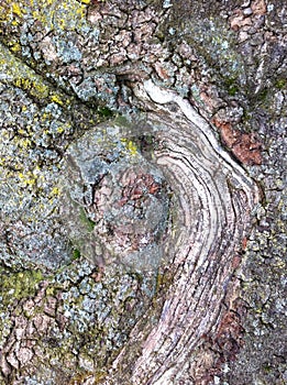 Gnarly tree texture