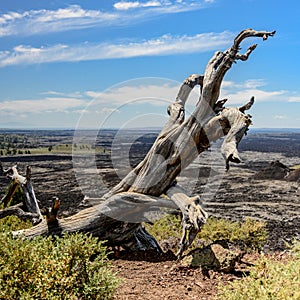 Gnarly Tree Trunk Dries in Volcanic Landscape