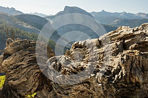 Gnarly Tree Trunk Lays On Cliff Edge Overlooking Half Dome