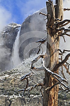 Gnarly Tree and Upper Yosemite Falls