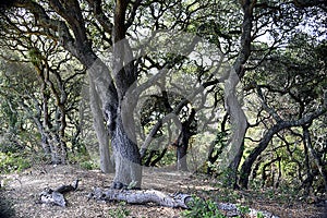 Gnarly Trees