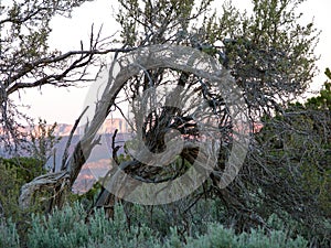 Gnarly Trees In The High Desert