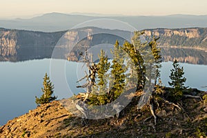 Gnarly Trees Perched On The Cliffs High Over Crater Lake