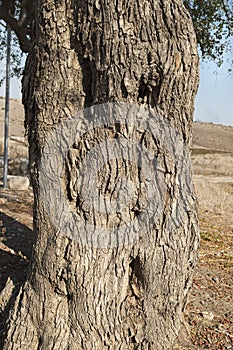 Gnarly Trunk of the Ancient Ghost Tree of Tel Lachish in Israel