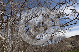 Gnarly twisted branches with a blue sky and mountains in the background